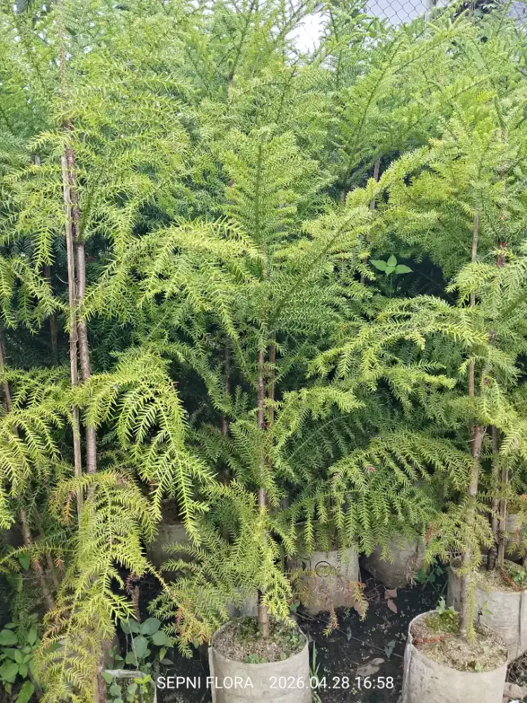 Cemara Aquaria tinggi 1,5 meter