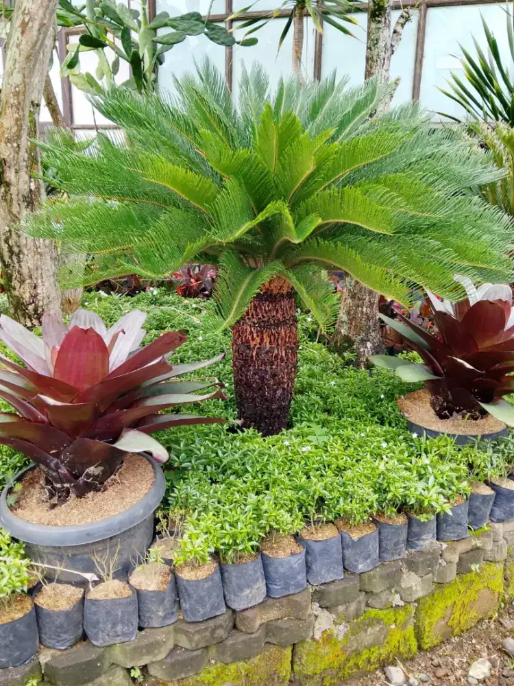 Tanaman sikas Harga proyek