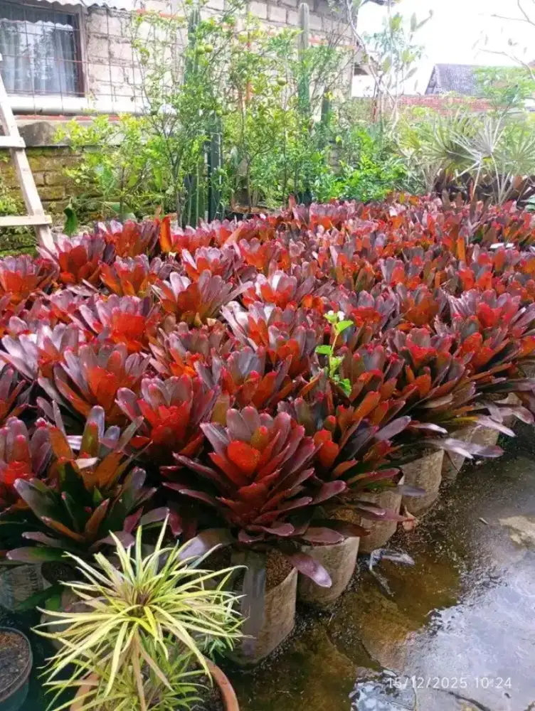 Jual Bromelia mawar