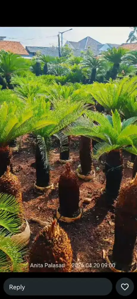 Jual Tanaman sikas  ( harga proyek )