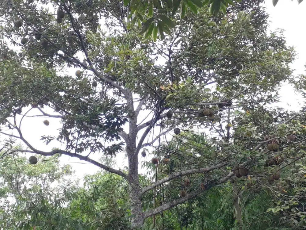 Kebun durian ngargoyoso