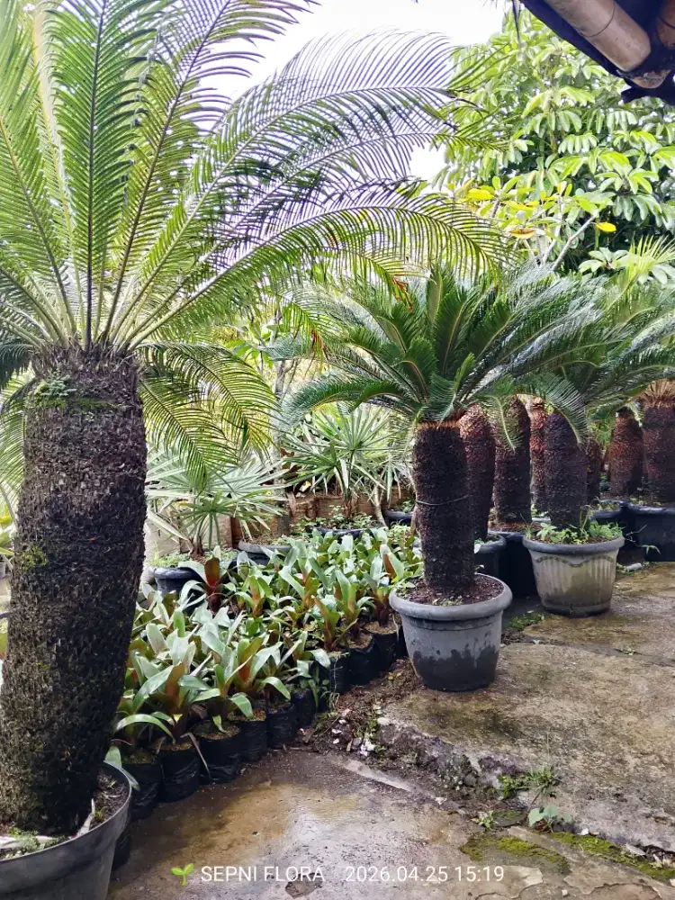 Tanaman sikas harga proyek