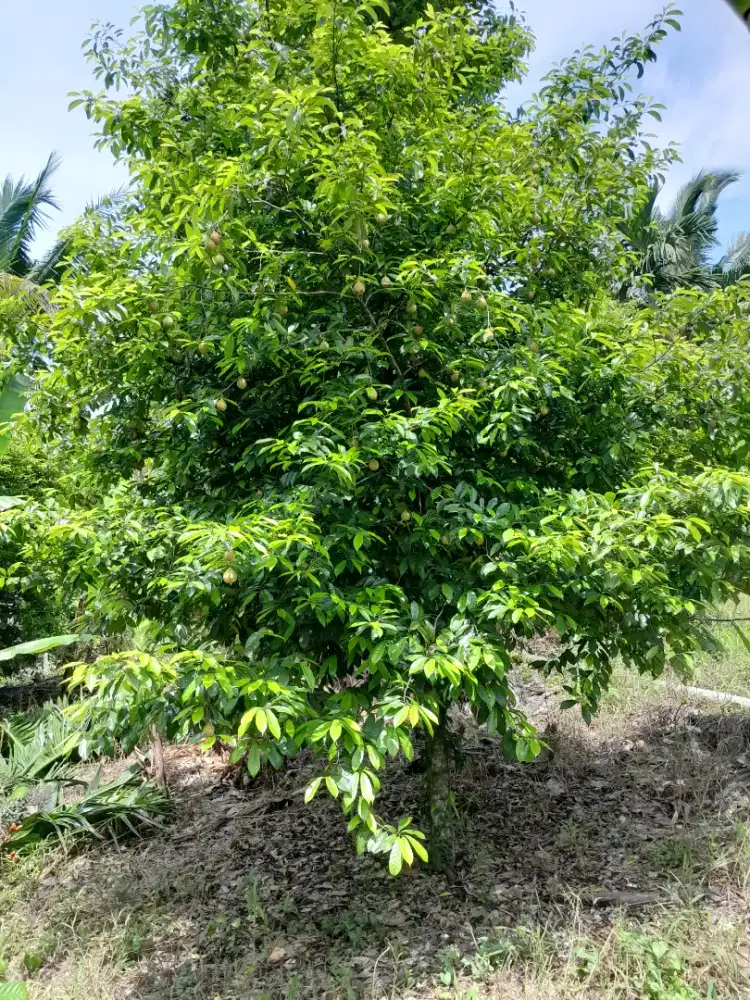 BU DIJUAL CEPAT TANAH KEBUN