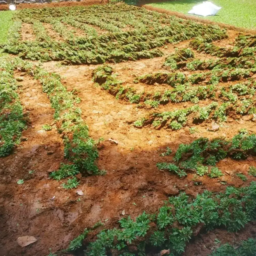 Rumput Gajah Mini  22 ribu/ meter