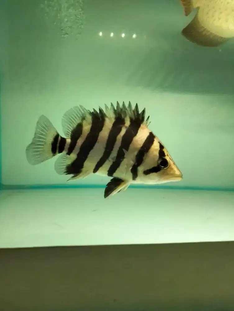 Ikan hias Datz Sumatra