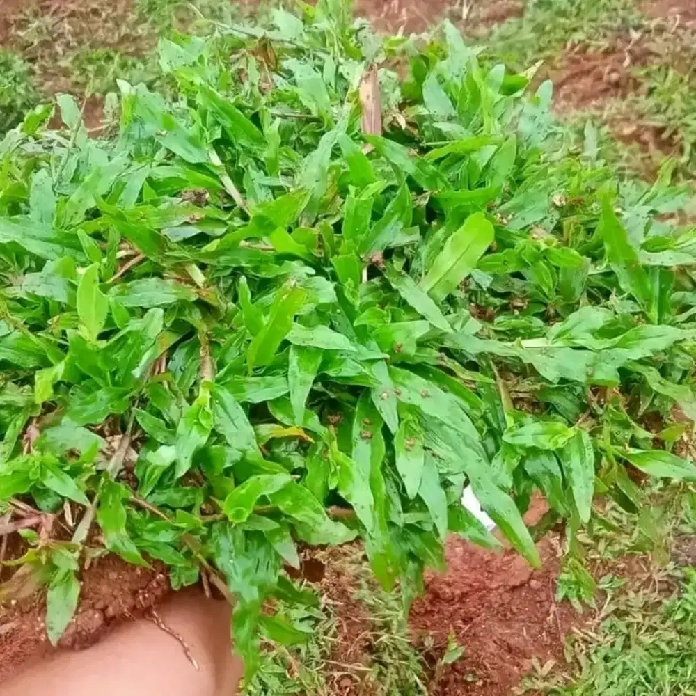 Rumput gajah mini 22rb / meter