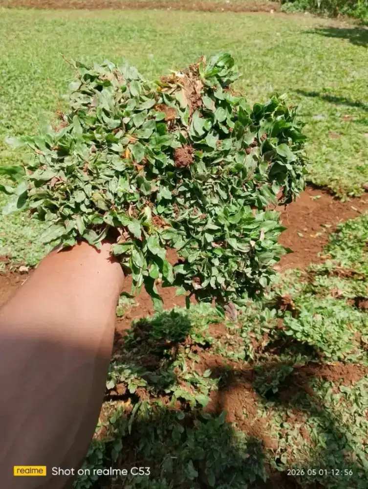 Rumput Gajah Mini 22 ribu / meter
