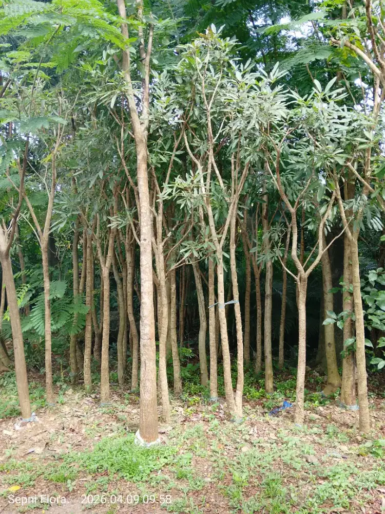 Tanaman Tabebuya Kuning
