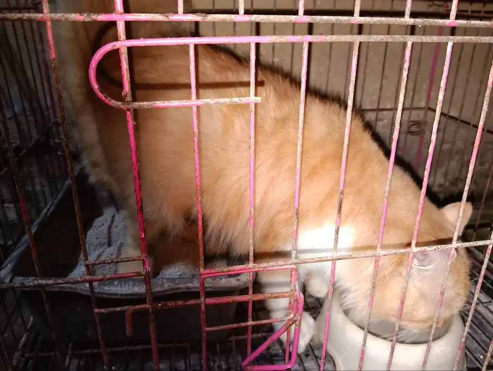 Kucing Persia Jantan