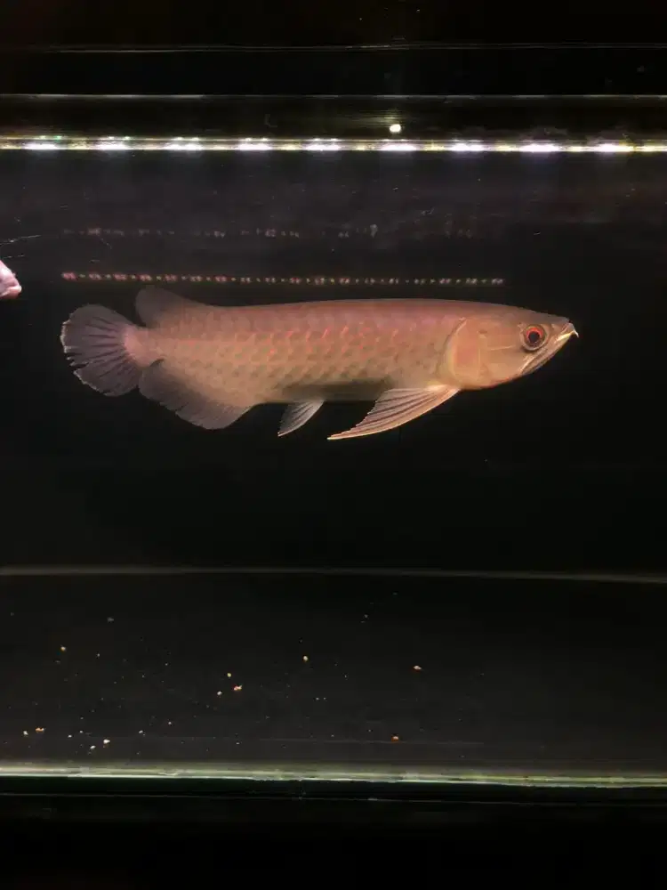 Arowana Green pino