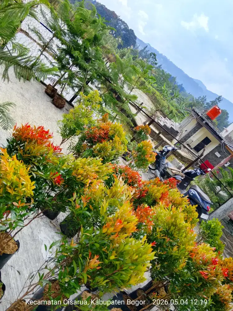 Pucuk merah tinggi 1 meter