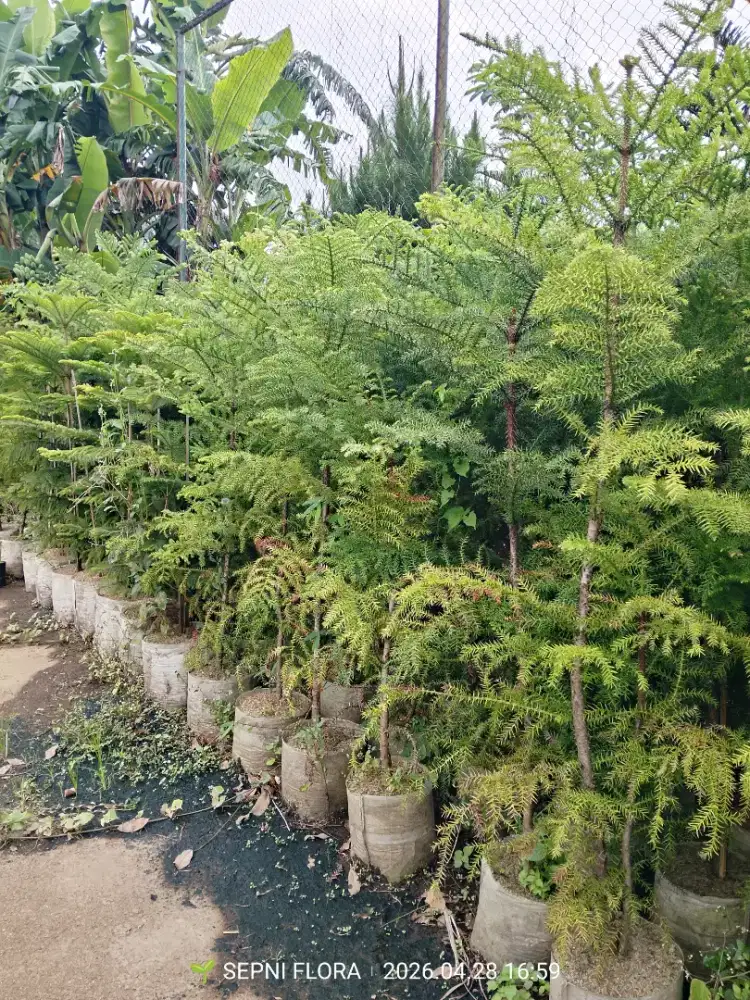 Jual murah - Cemara Aquaria