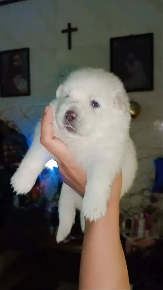 Jual puppy maltese