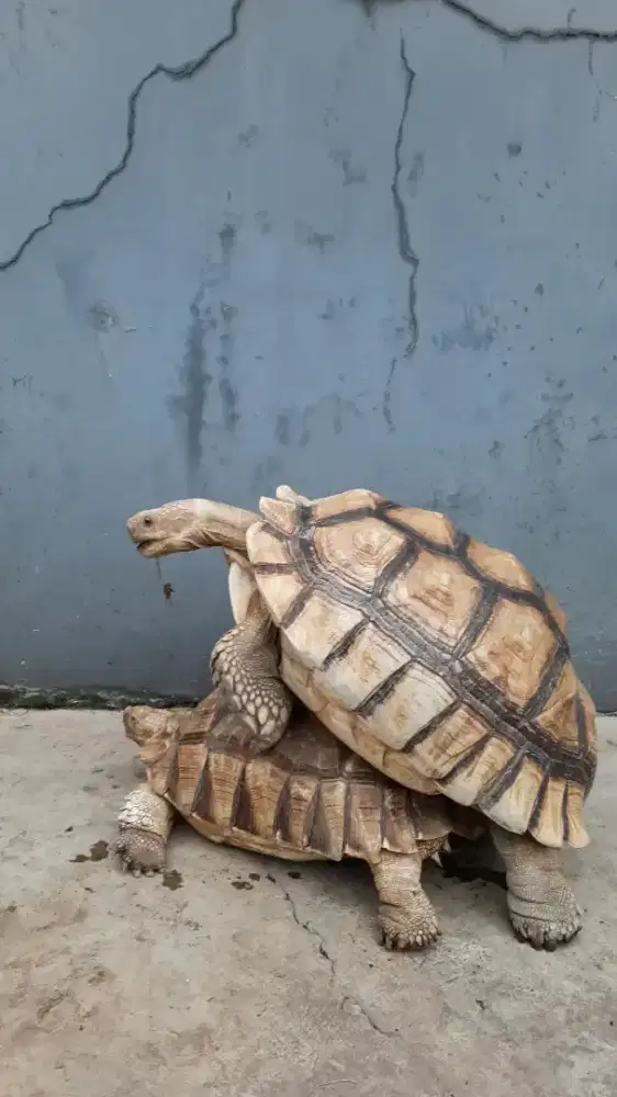 Sulcata 58cm & 48cm, sepasang