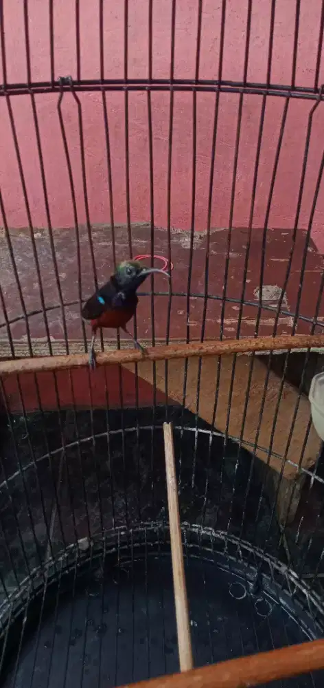 Masteran muray batu