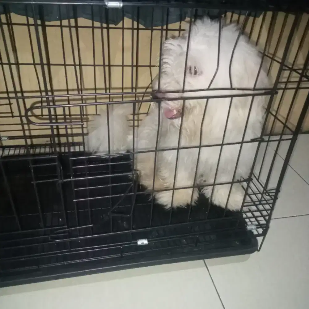 Jenis maltese usia 9 bulan