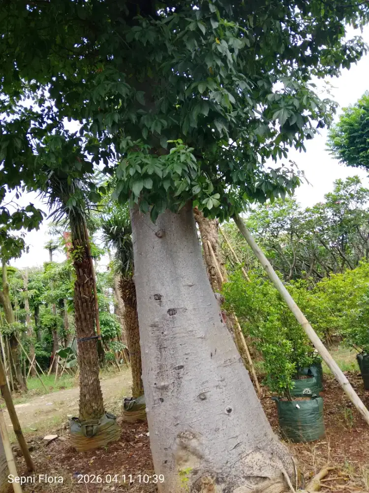 Jual Tanaman Harga Proyek ( TERMURAH )