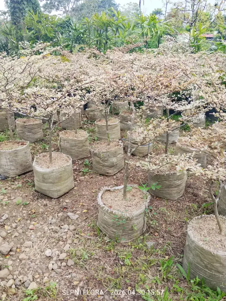 Ketapang Varigata tinggi 75 cm