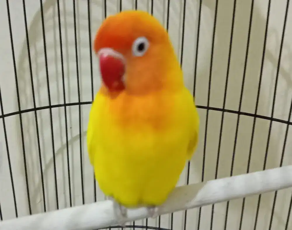 Burung Lovebird