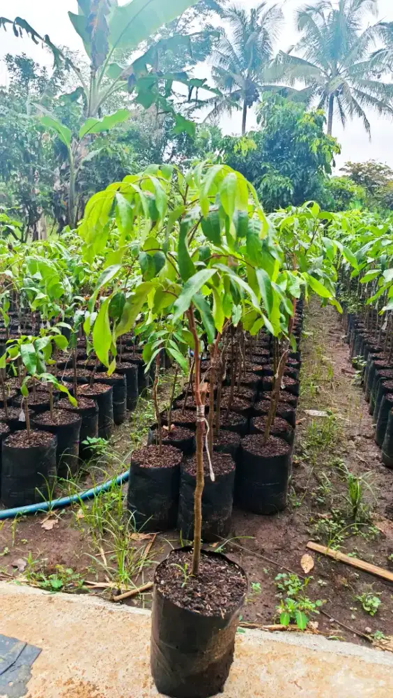 POHON/BIBIT KELENGKENG NEW CRISTAL. SUDAH HASIL OKULASI/SAMBUNG