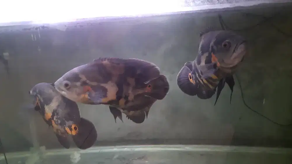 Ikan oscar besar