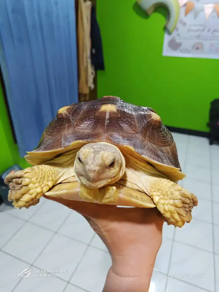 Kura kura Sulcatta