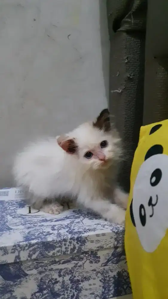 Semi Hibah kitten Ragdoll