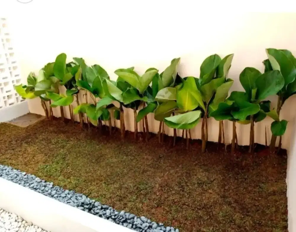 Pembuatan taman hijau minimalis