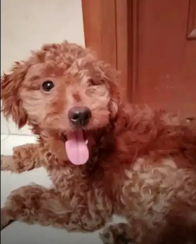 Poodle Red Betina