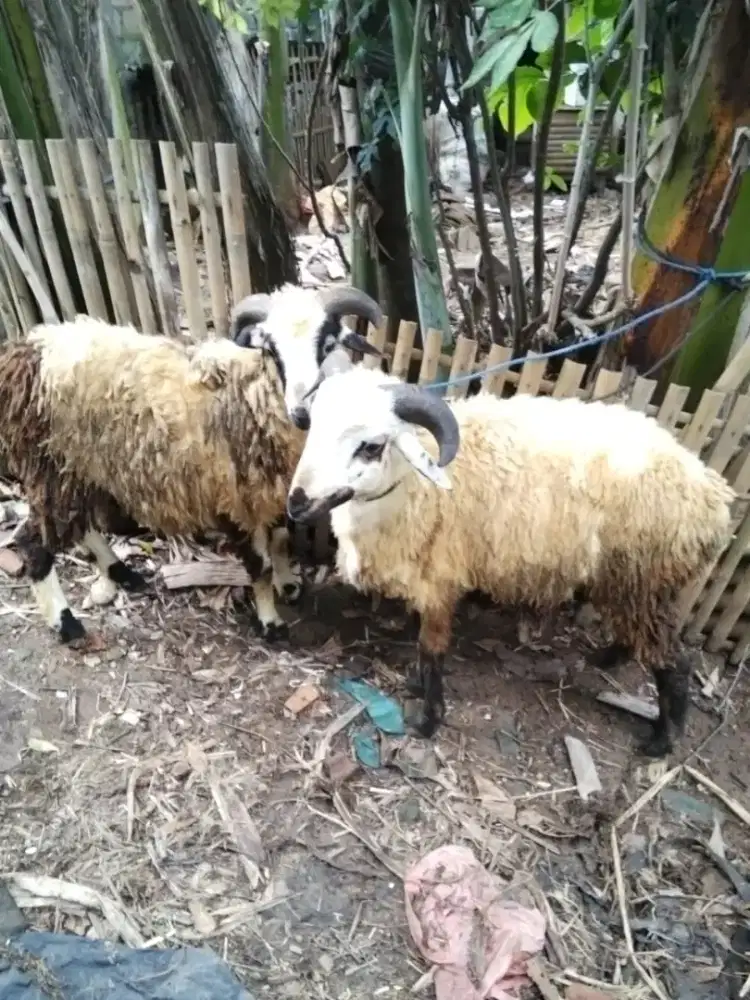 Hewan qurban (kambing)
