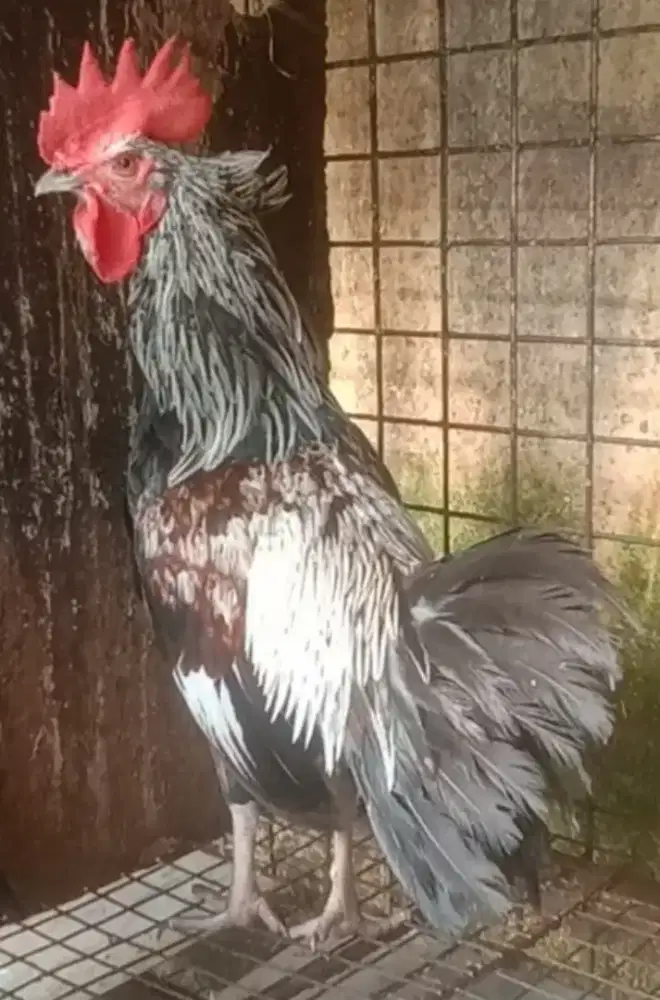 Ayam Ketawa Jantan Umur 7 Bulan