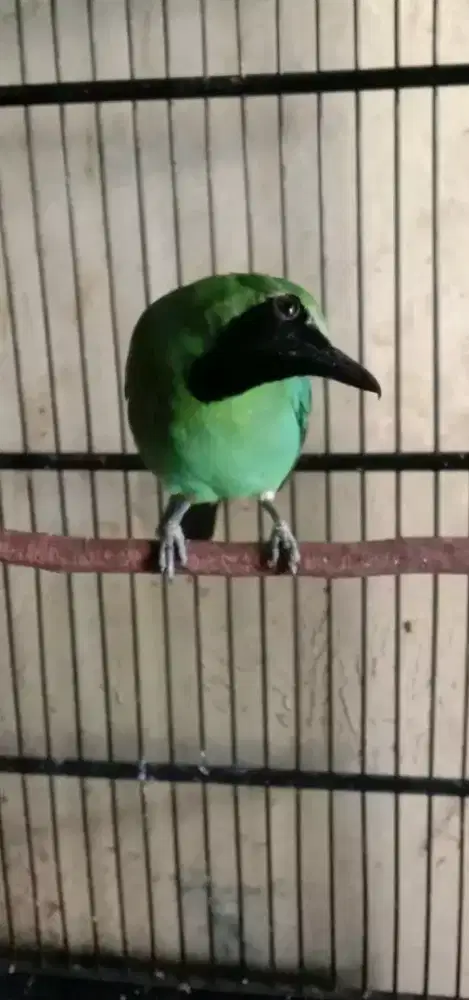 Burung cckhjau super big mulus harian rajin