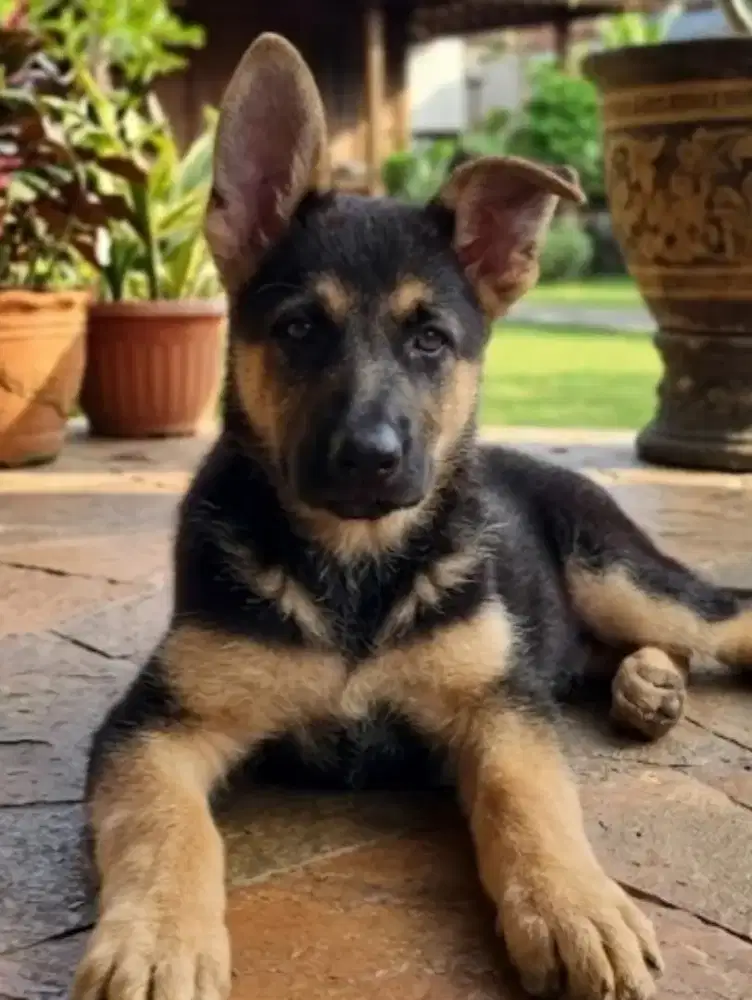 GSD / Herder Male working Bigbone