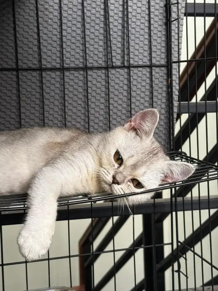 Kucing bsh jantan