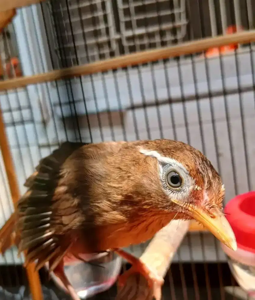 Burung anakan wambi jantan body besar