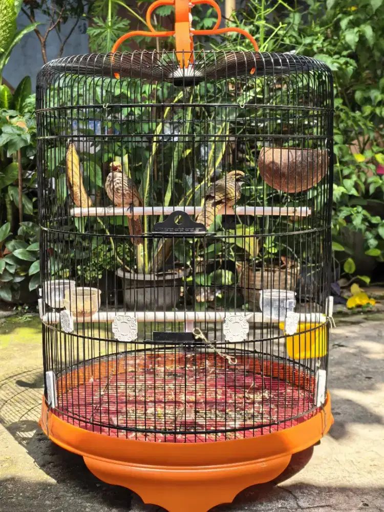 BURUNG CUCAK ROWO CUCAK RAWA SEPASANG