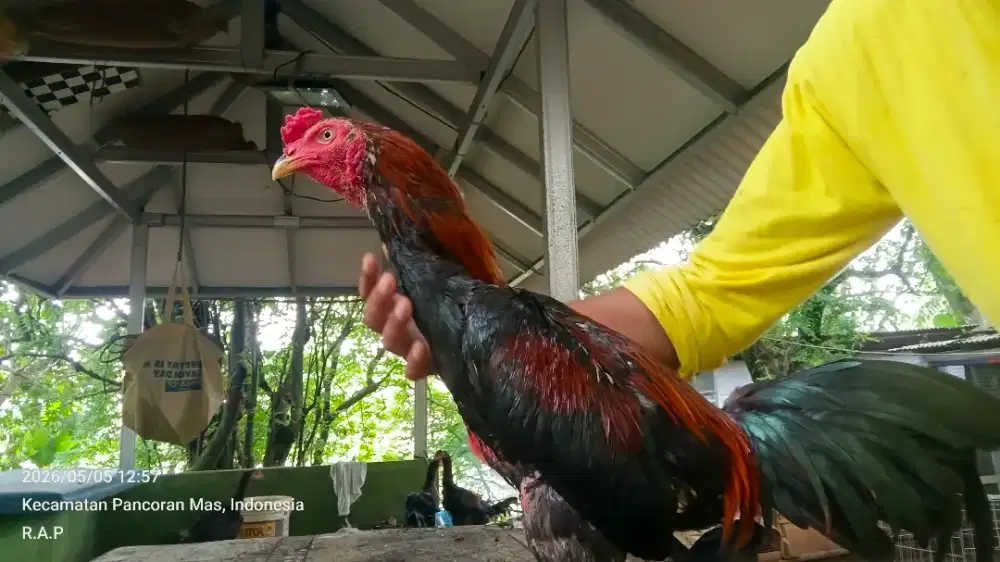 ayam bangkok (khoyngon)