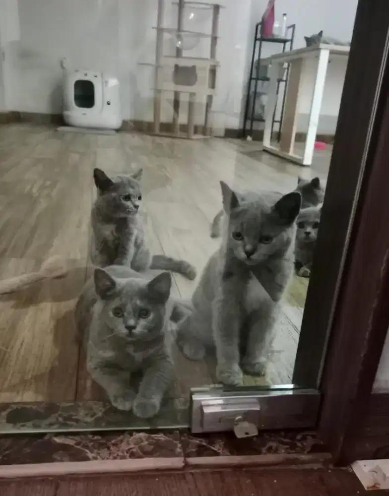 British Shorthair (BSH)