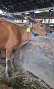 sapi qurban kecil 150an kilo 2 tahunan siap kurban murmer minimalis ok