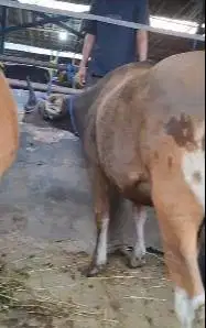sapi qurban kecil 150kiloan siap hewan kurban minimalis ekonomisan top