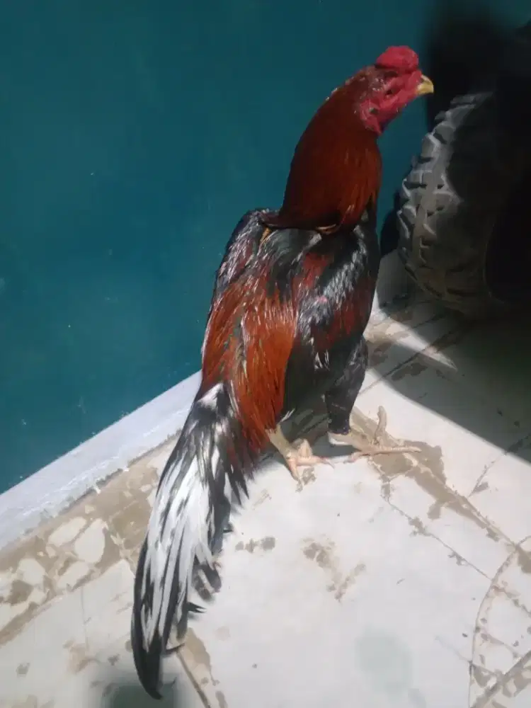 Ayam Bangkok Ekor Panjang