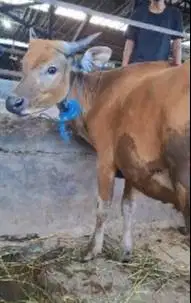 sapi jantan kecil 150kiloan siap sapi qurban ekonomisan murmer rawatan