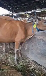 sapi qurban 150kiloan murmer siap sapi kurban ekonomisan 2 tahunan top