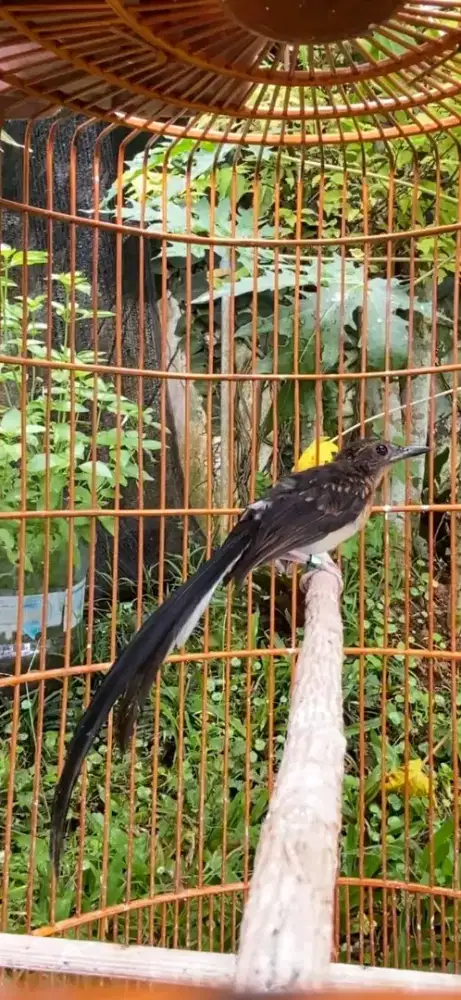 Trotolan murai batu jantan ekor panjang