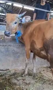 sapi qurban kecil 150kiloan murmer siap sapi kurban ekonomisan 2 tahun