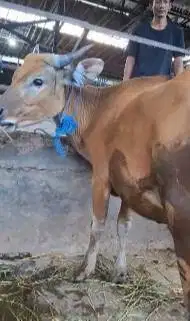 sapi qurban 150kiloan murmer ekonomisan siap hewan kurban 2026 2 tahun