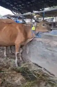 sapi jantan 150kiloan kecil minimalis siap sapi qurban murmer 2026 top