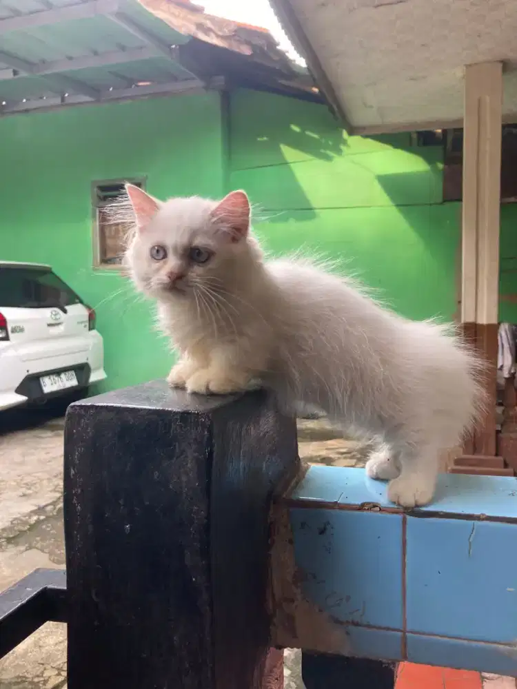 Kitten betina Munchkin cebol kaki pendek