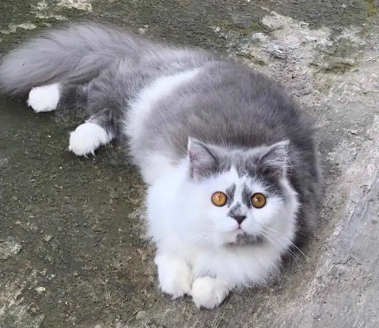Kucing persia mix british