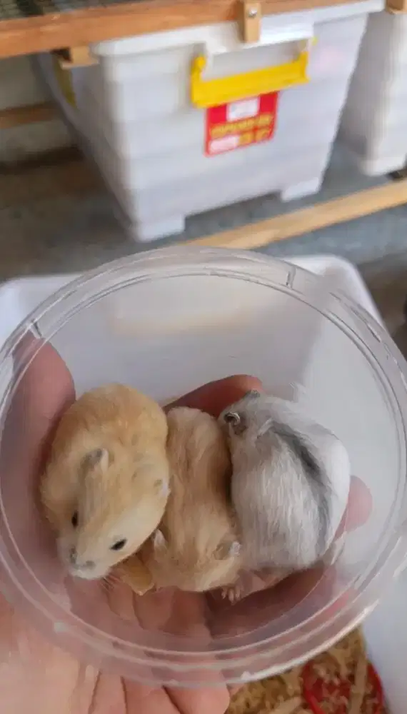 Hamster campble lucu siap adopsi